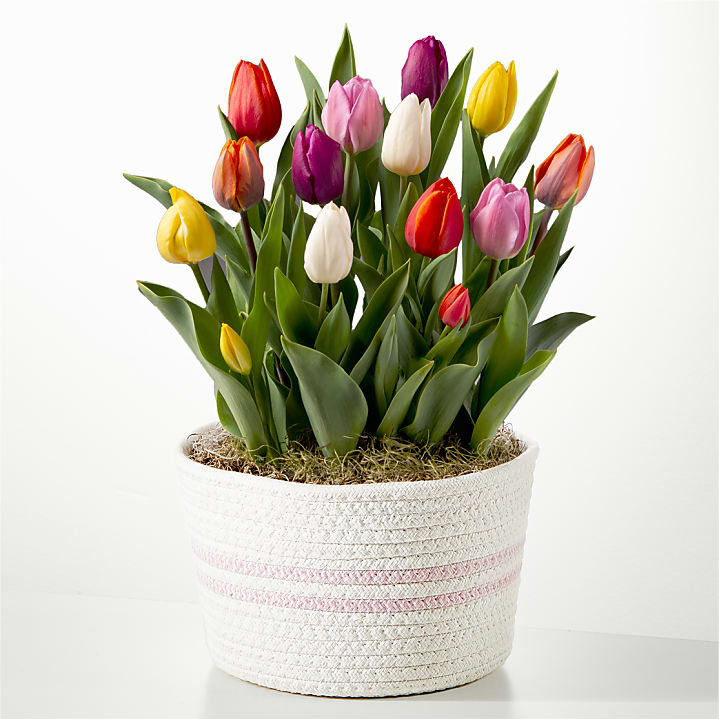 product image for Rainbow Tulip Bulb Garden
