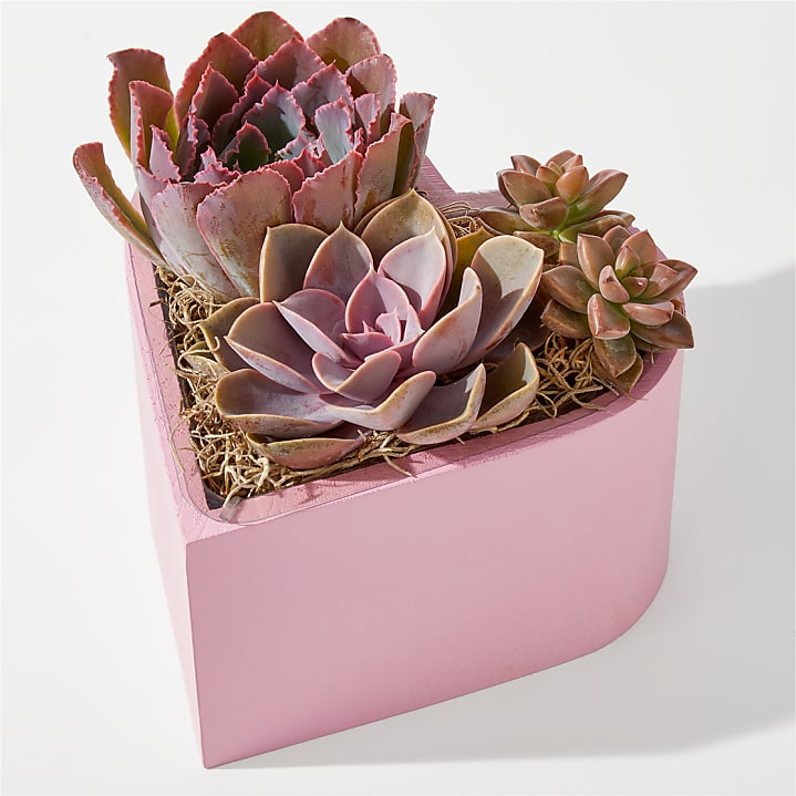 product image for Heart Succulent Garden