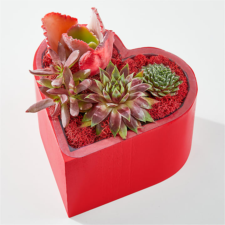 product image for Heart Full of Love Succulent Garden