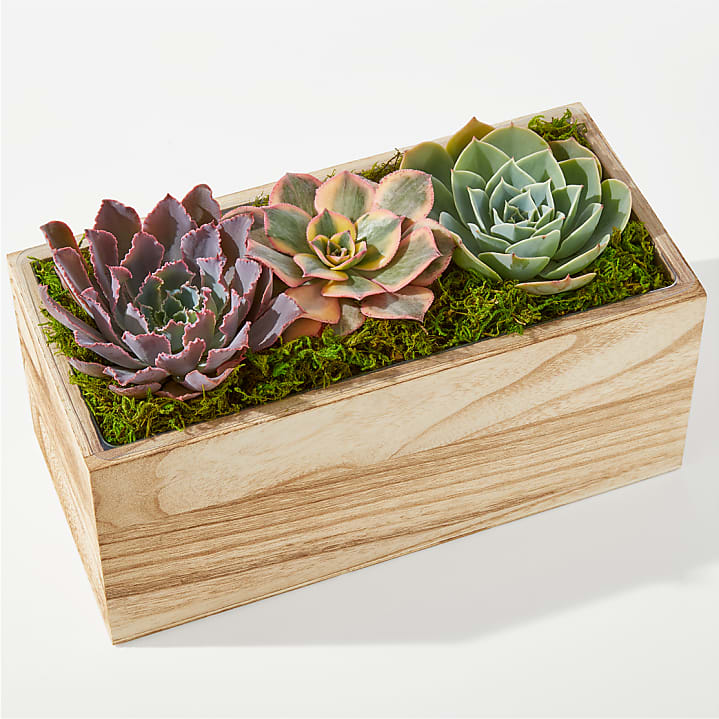 product image for Pure Harmony Succulent Garden